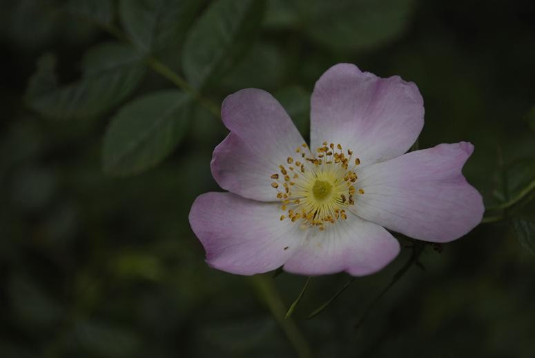 "Flor de Rosa Mosqueta.-" de Paola Segade