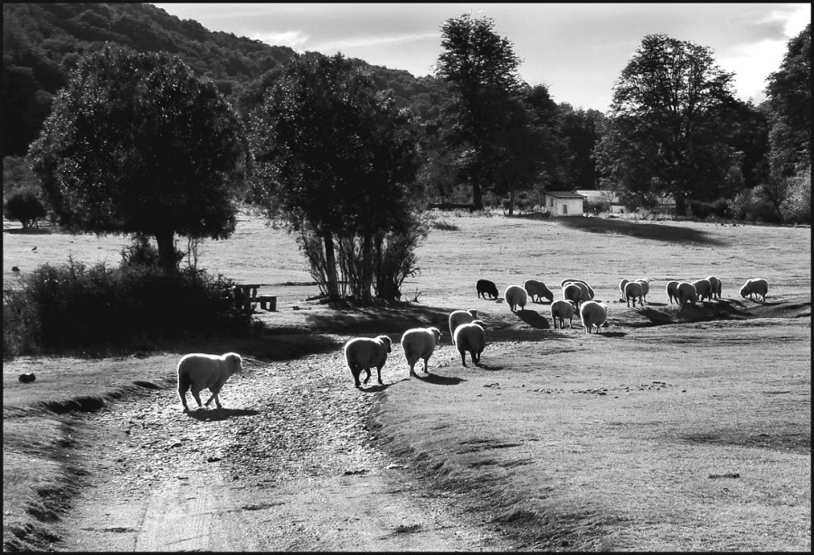 "Volviendo al corral" de Mabel Ana Solvas