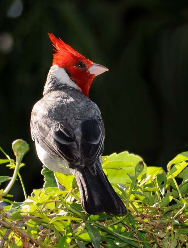 "cardenal" de Edith Polverini