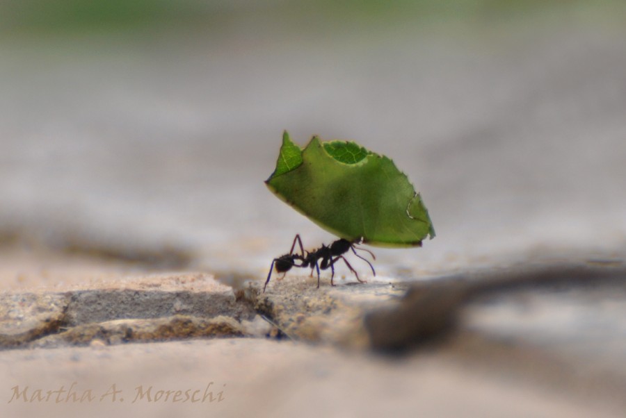 "Una pesada carga" de Martha A. Moreschi