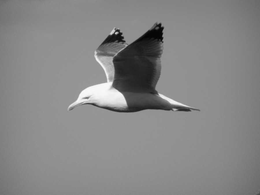 "en vuelo" de Victor Houvardas