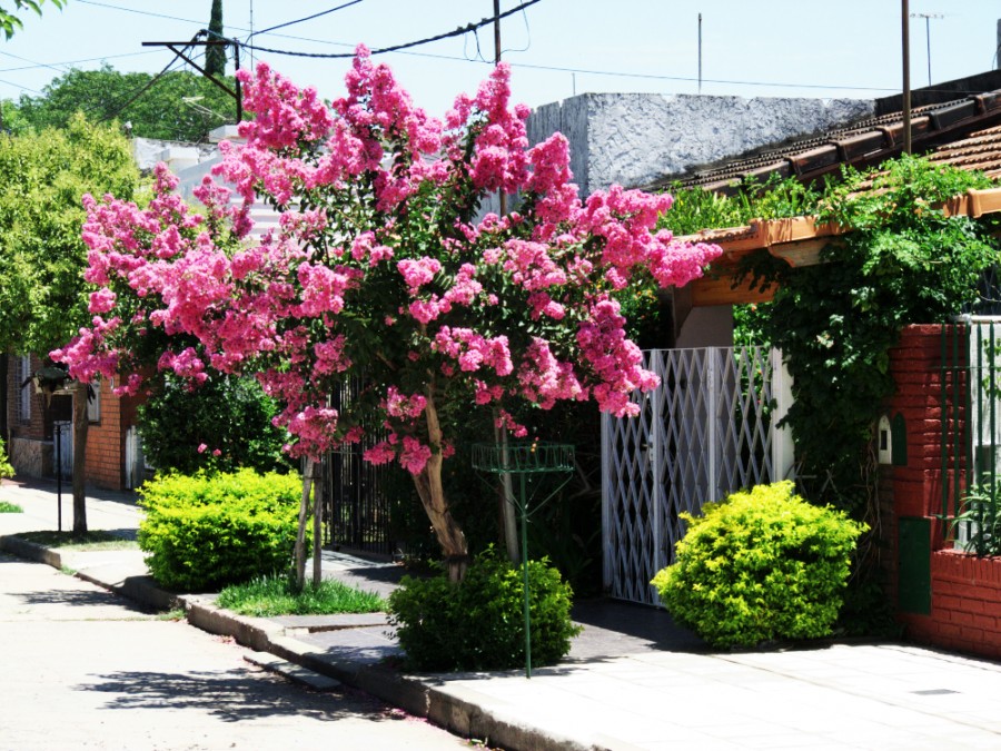 "arbol florido" de Nstor Gorriti