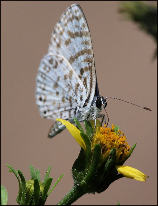 "Nectar." de Mario Tizn