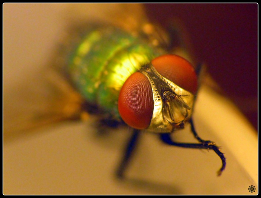 "Quedate Mosca !" de Fer Lamon