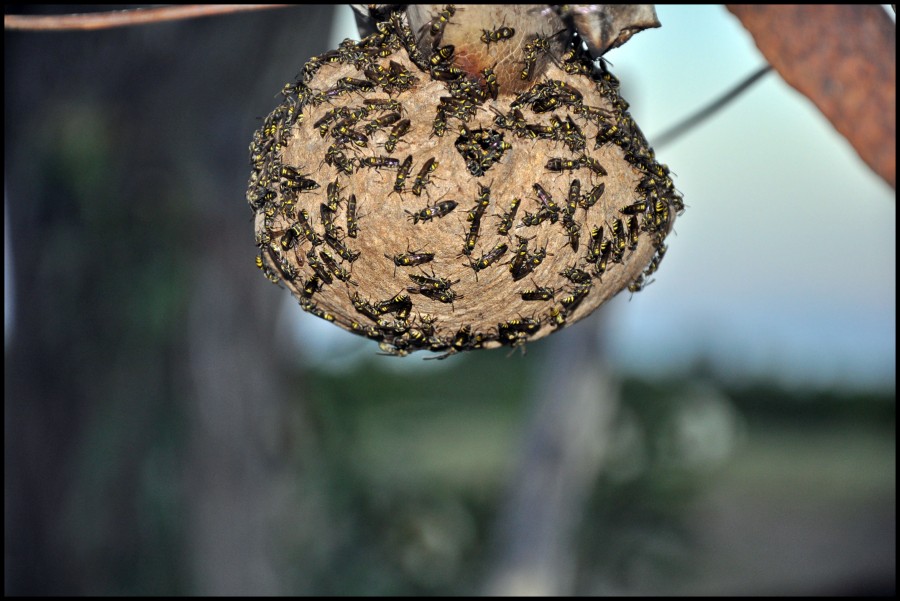 "abejas" de Viviana Albornos