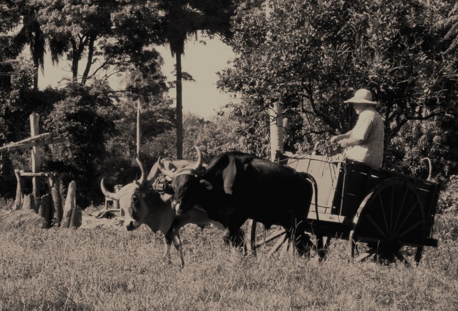 "Rutina de campo" de Noelia Velasquez