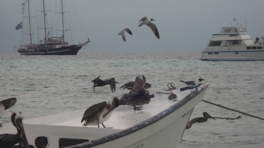 "Revuelo en la Playa de Los Roques" de Alberto Rodolfo Dillon