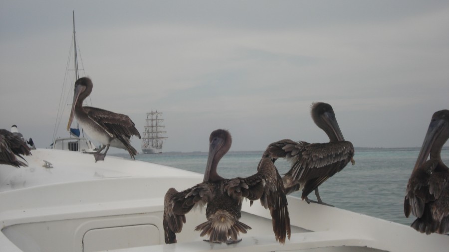 "Pelicanos a Bordo...." de Alberto Rodolfo Dillon