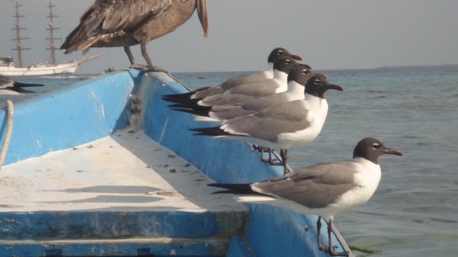 "Hasta las Gaviotas Formaron....." de Alberto Rodolfo Dillon