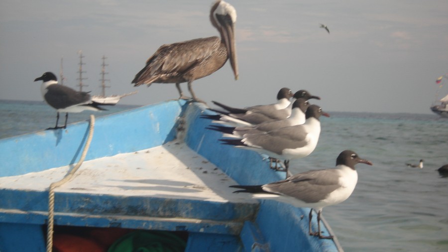 "Fila de Gaviotas Prolija, Pelicano a Cargo..." de Alberto Rodolfo Dillon