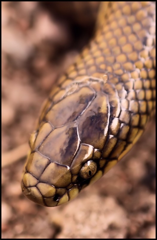 "Retrato de una serpiente." de Mario Tizn