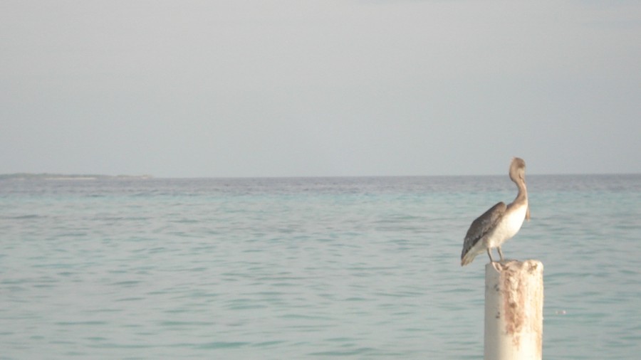 "Este es mi lugar en Los Roques....." de Alberto Rodolfo Dillon