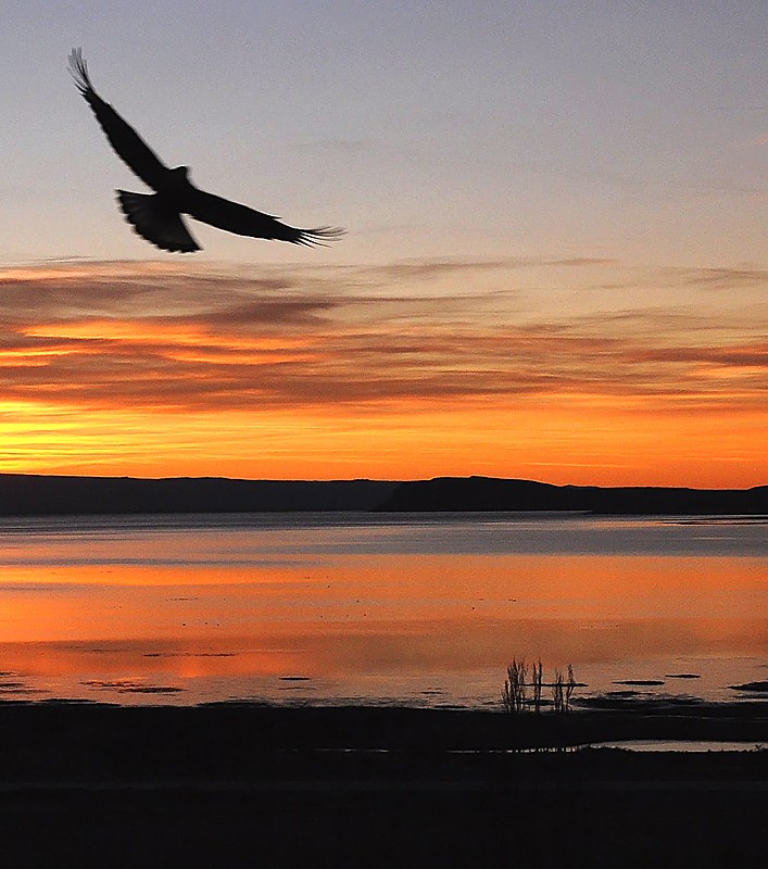 "condor al amanecer" de Edith Polverini