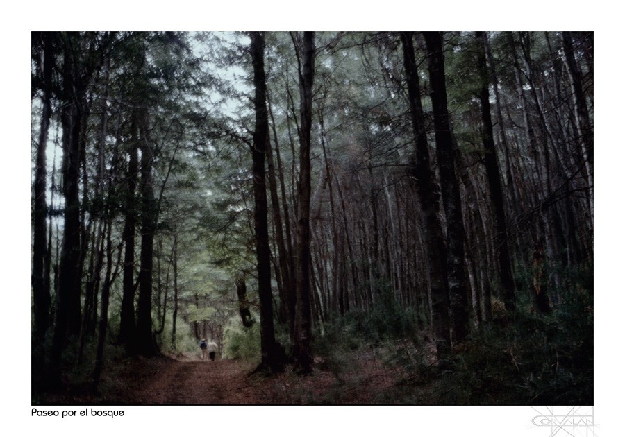 "El paseo por el bosque" de Silvia Corvaln