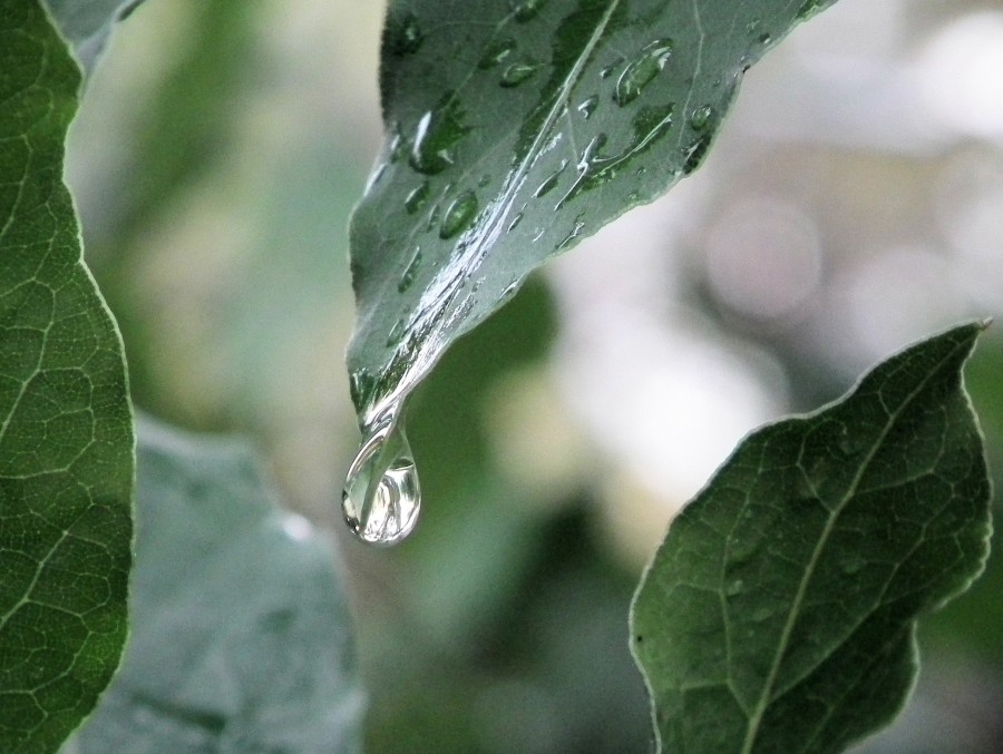 "despues de la lluvia" de Rosie Kolacek