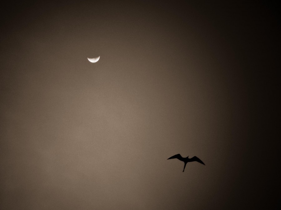 "Vuelo nocturno" de Adrian Courtade