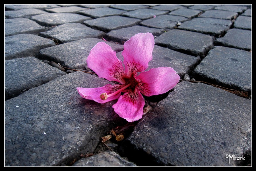 "Adoquin en flor1" de Mirta Steinberg