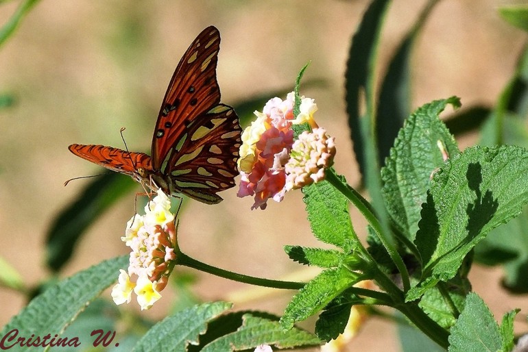 "Mariposa en mi ventana...." de Cristina Wnetrzak