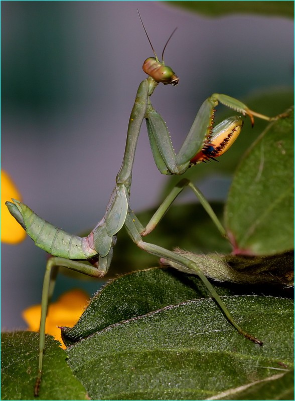 "Mantis en las hojas." de Mario Tizn