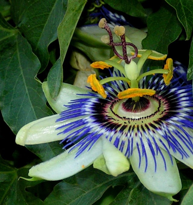 "Flor del murucuy" de Franco Guaraldo