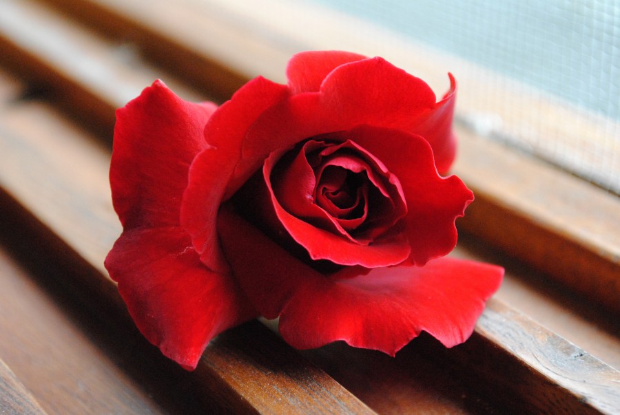 "la rosa roja" de Maria Maura Pettinari