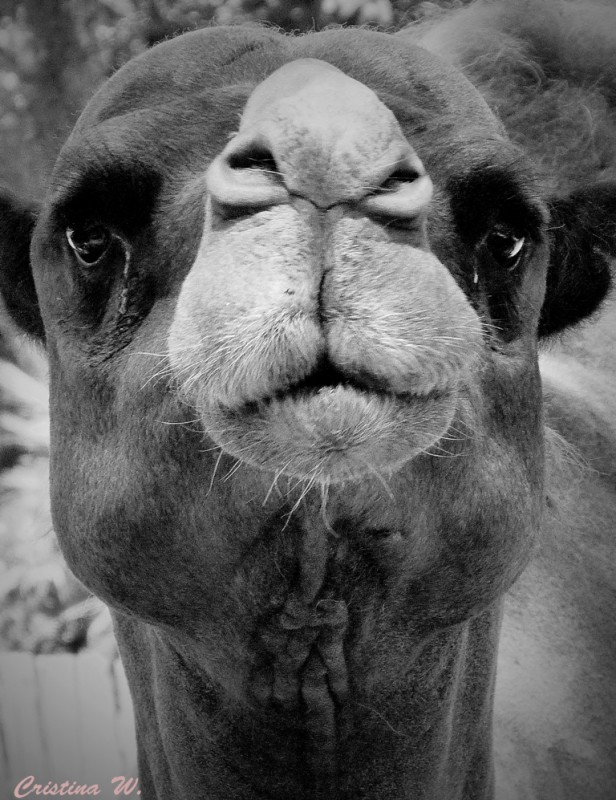"Cara de camello....." de Cristina Wnetrzak
