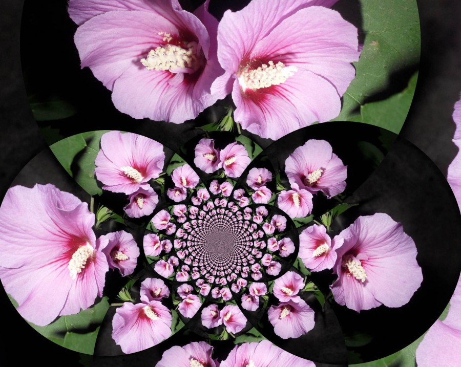 "`fantasia floral`" de Rosa Andrada