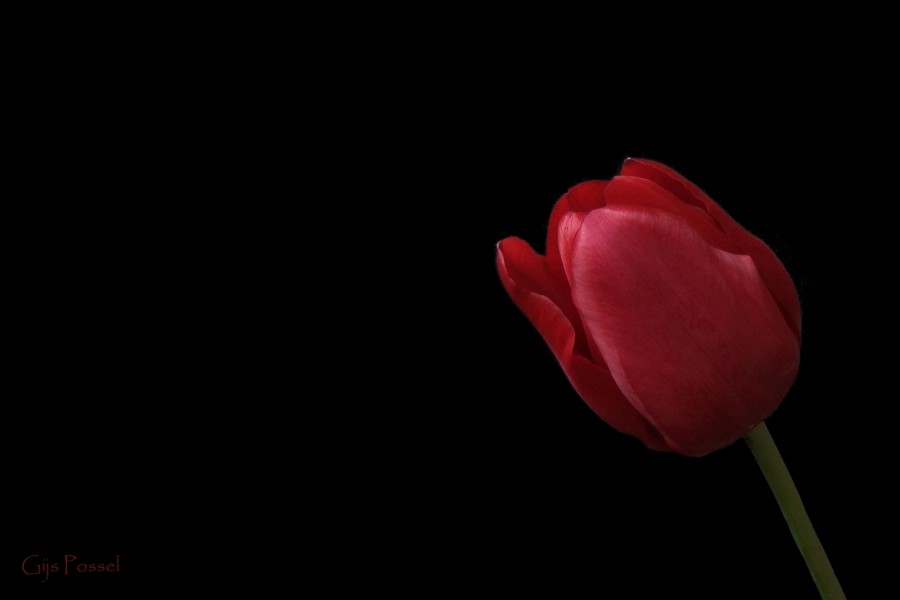 "tulipn" de Gijs Possel