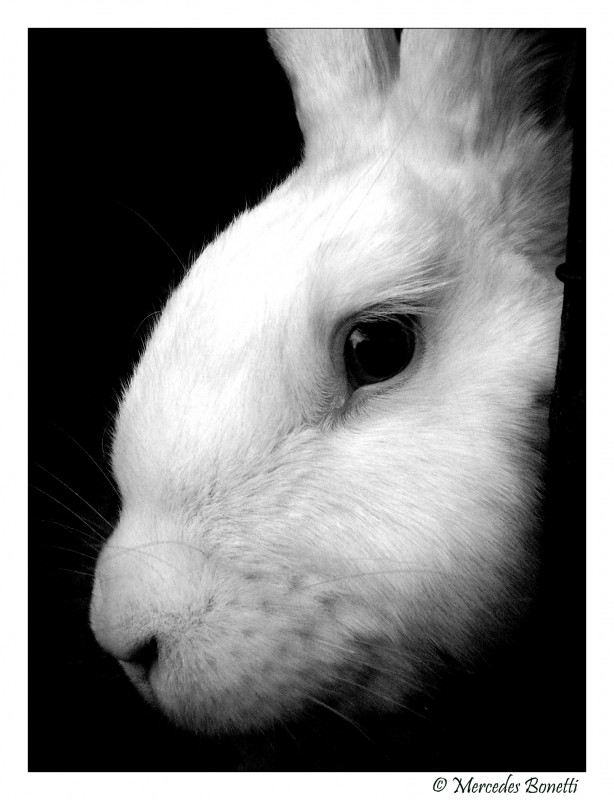 "Retrato de un conejo..." de Mercedes Bonetti