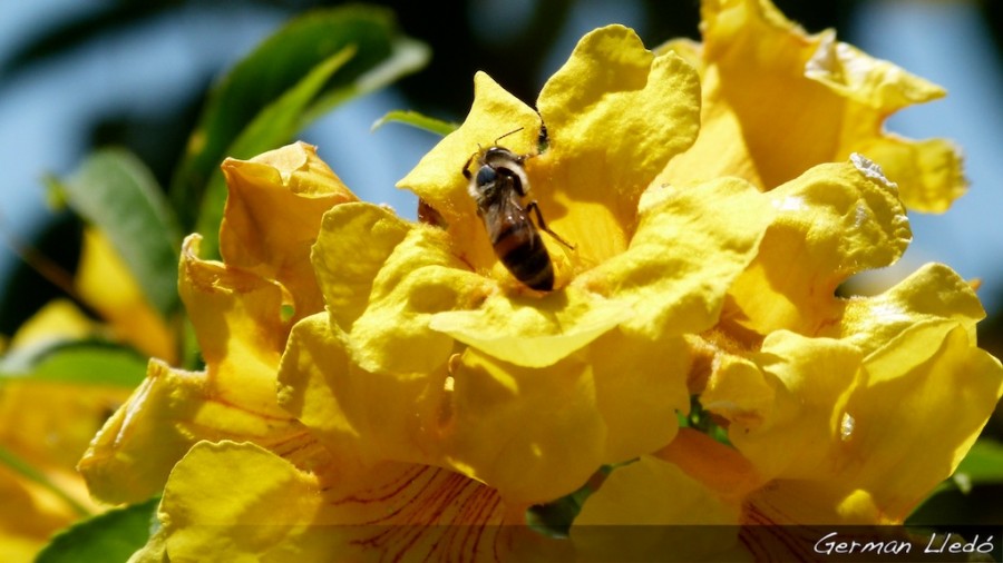 "Jornada de abejas!!" de German Lled