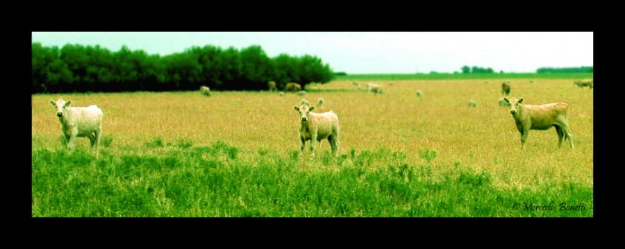 "En los campos de trigo, un tro" de Mercedes Bonetti