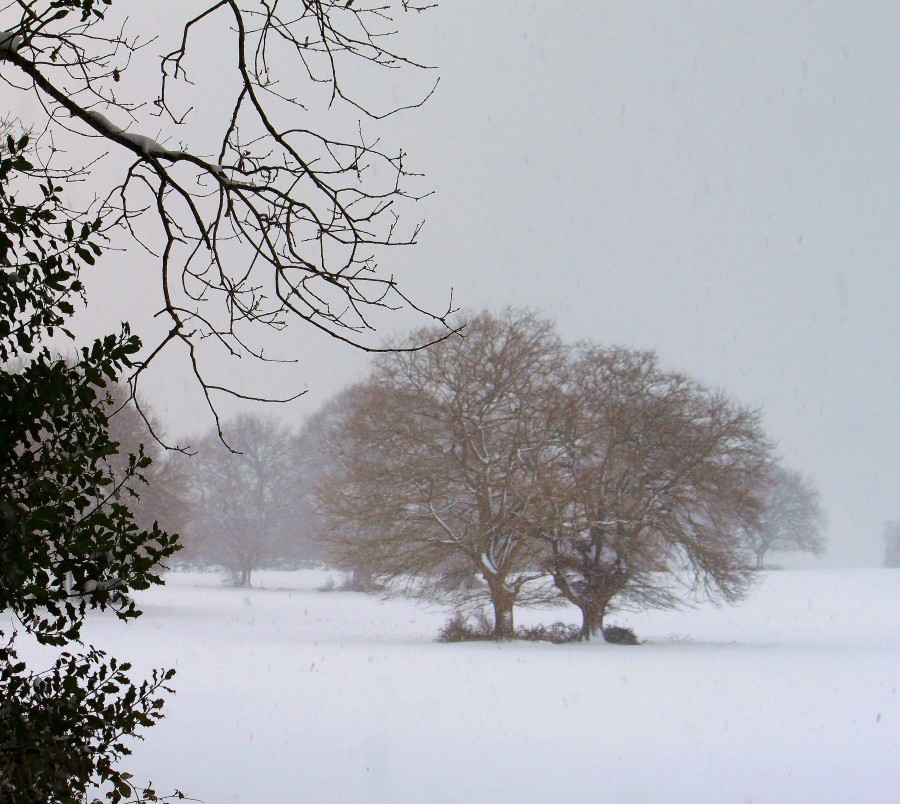 "Campos Blancos" de Edurne Aguirre