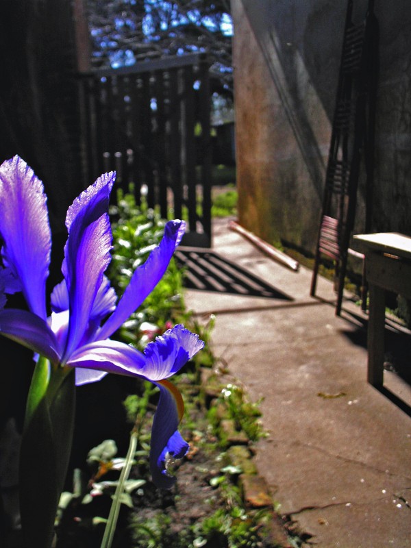 "Flor de Iris" de Juan Esteban Serrano Gandolfo