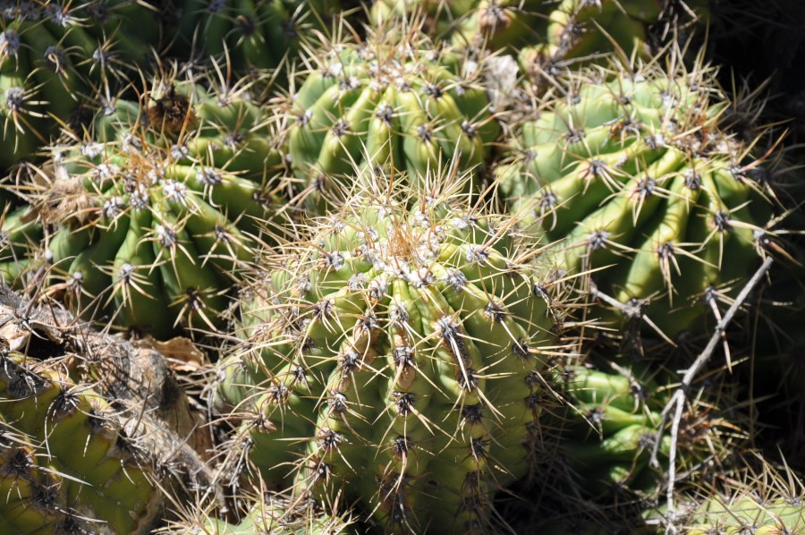 "`CACTUS, ZONA PRECORDILLERA DE MENDOZA`" de Jose Alberto Vicente