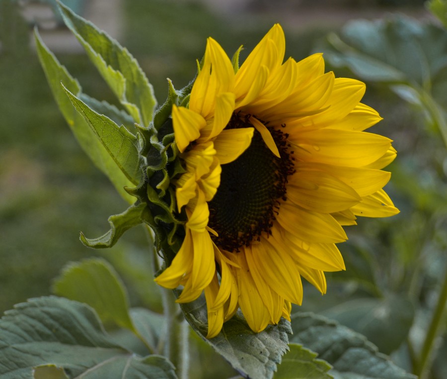 "Girasol II" de Gaston E. Polese