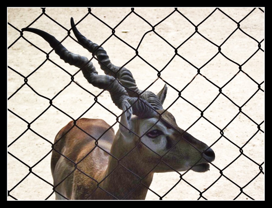 "Antilope" de Maria Cristina Silva