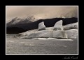 La ballena del glaciar