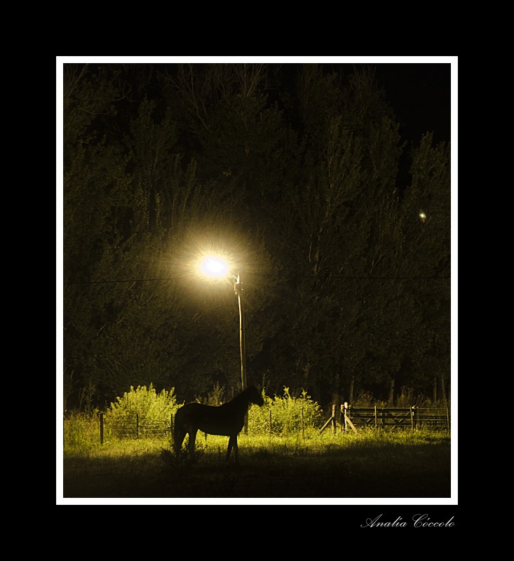 "La luz del caballo" de Analia Coccolo