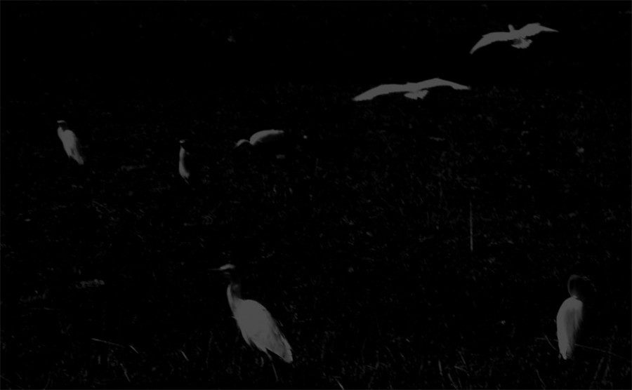 "aves blancas" de Vernica Dana