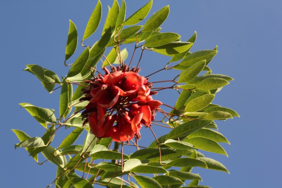 "la flor del ceibo coronada por sus hojas" de Javier Centioni