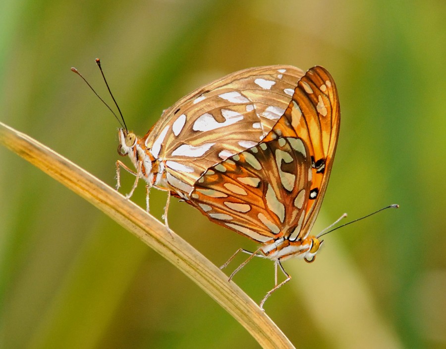 "las mariposas son libres..." de Edith Polverini