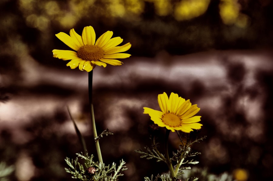 "flores" de Victor Houvardas