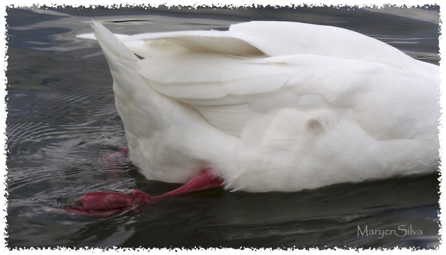 "Al agua...pato!!!" de Maria Cristina Silva