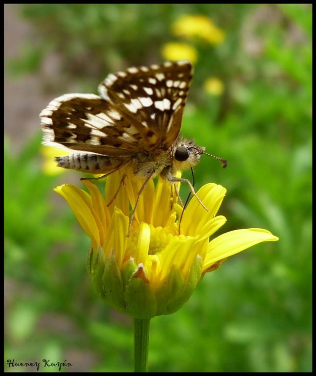 "Otra de mariposas!" de Claudio Rojas