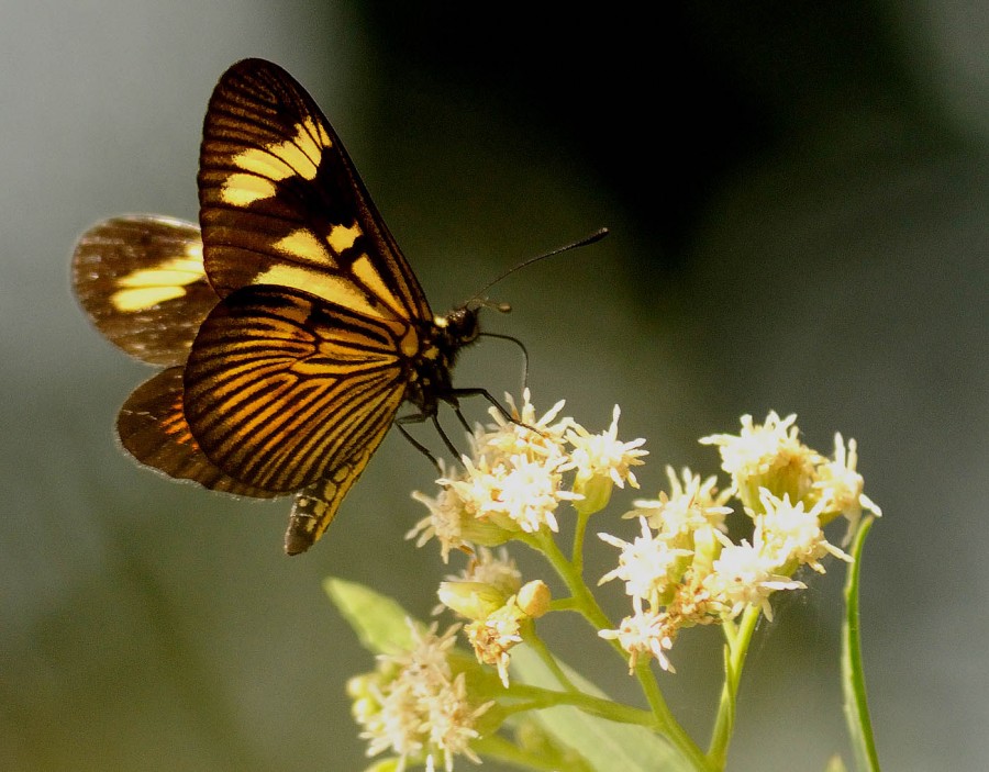 "deslumbrante mariposa" de Edith Polverini