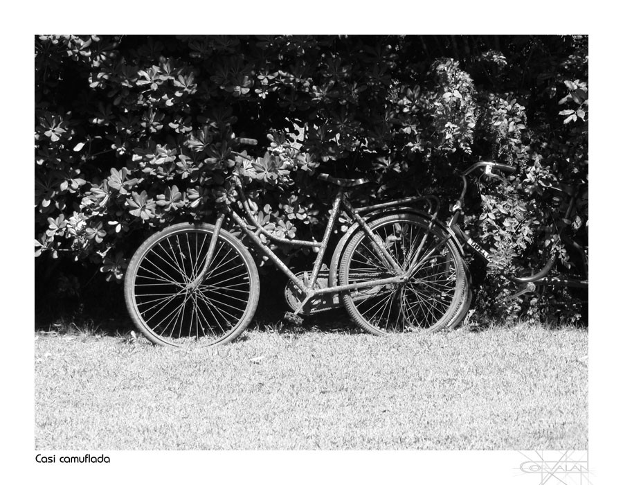 "La bicicleta vieja" de Silvia Corvaln