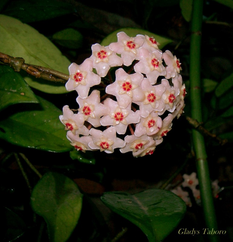 "Hoya carnosa" de Gladys Taboro