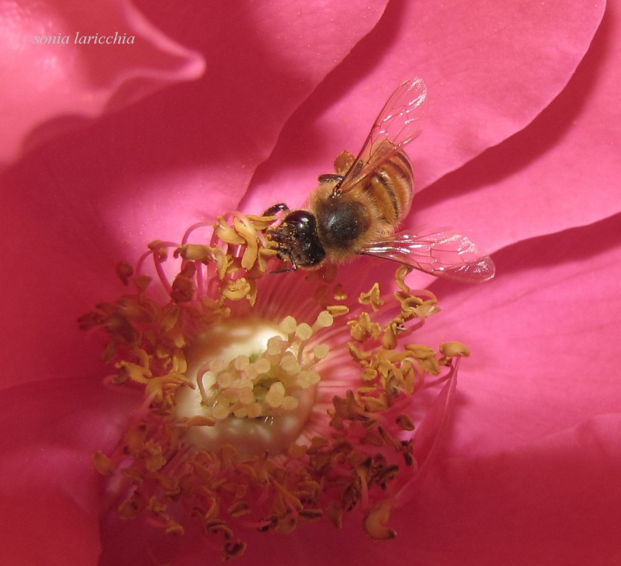 "Rosa y abeja" de Sonia Laricchia