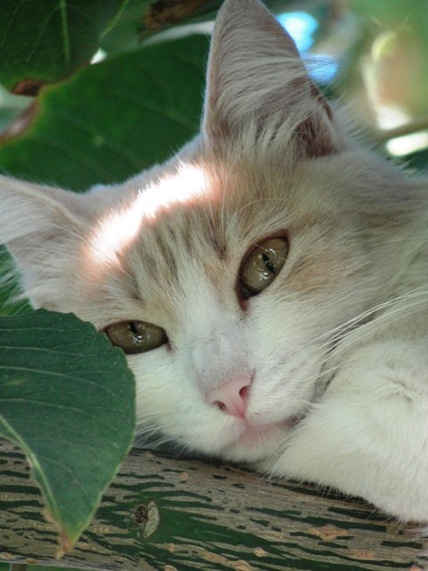 "el gato de mi vecino en mi ombu" de Andrea Cormick