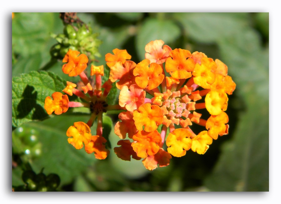 "Banderita espaola (Lantana)" de Germn Porten